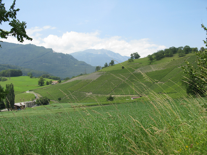 Vignoble Abbaye de Saint Maurice © DR Abbaye de Saint Maurice