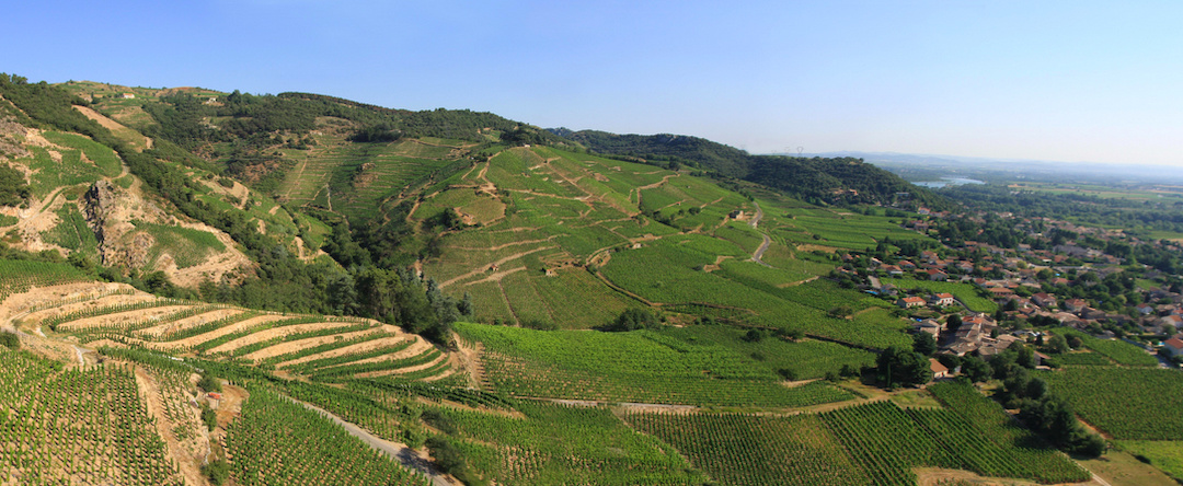 Vignoble Cornas © Domaine Vincent Paris