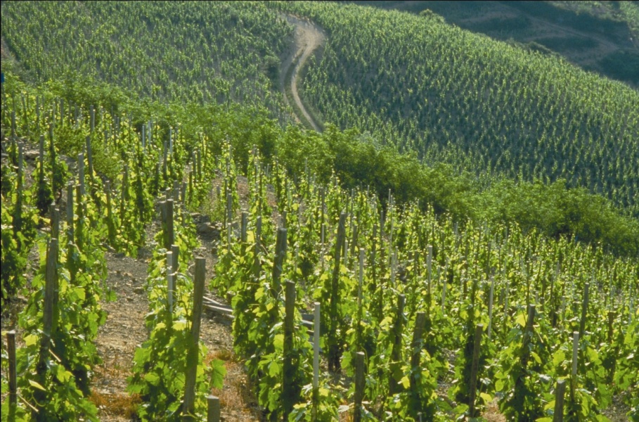 Vignoble de Cornas (07) - Cru des Cotes du Rhone © Inter Rhone A Gas