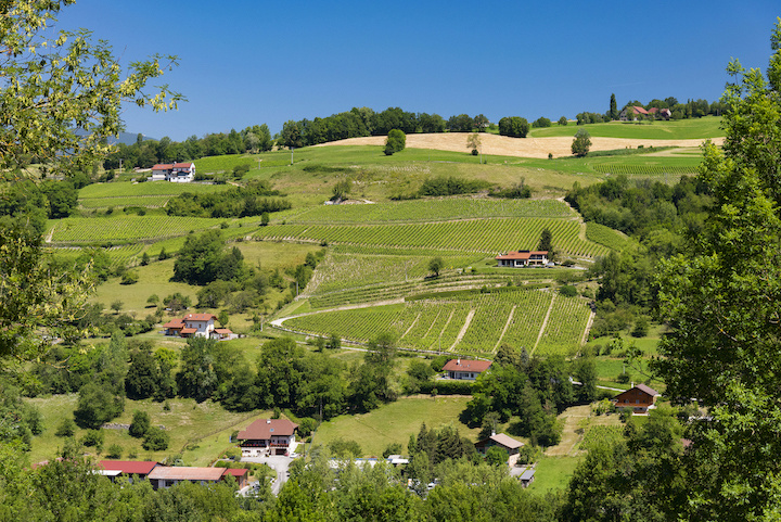 Vignoble de Frangy @ Laurent Madelon