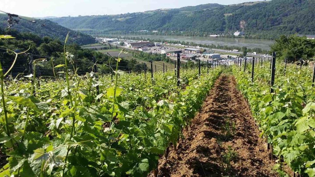 Vignoble de Vienne © Andre Deyrieux