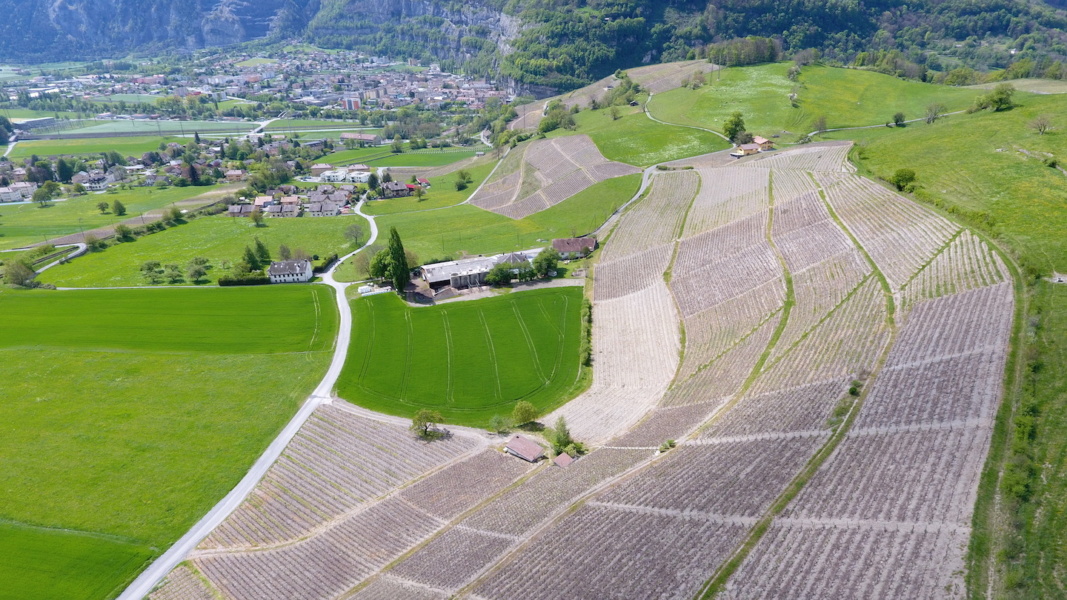 Vignobles a Saint Maurice © DR Abbaye de Saint Maurice