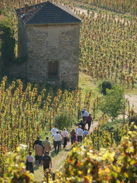 Visite du vignoble Maison M.CHAPOUTIER© Maison M.CHAPOUTIER