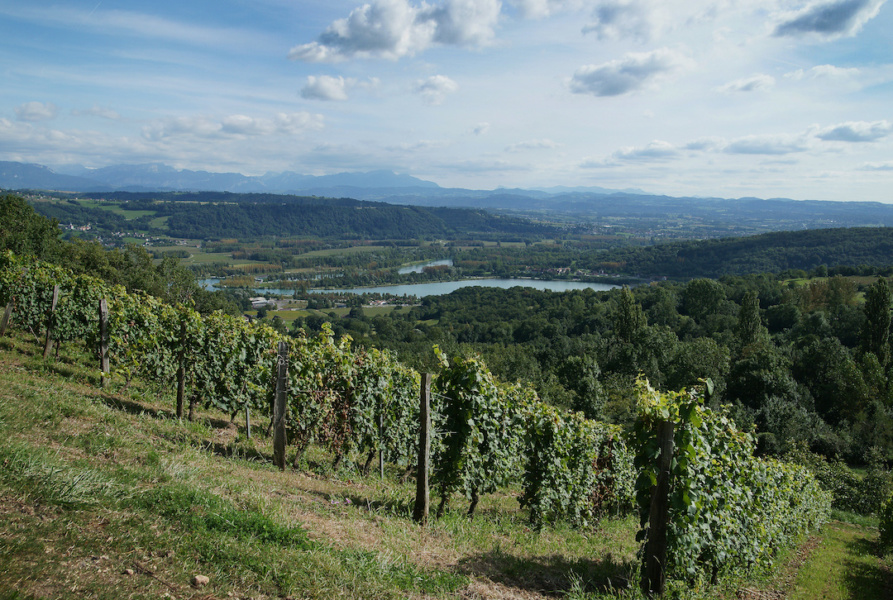 Vue du vignoble d Izieu sur le Rhone © Syndicat des vins du Bugey V Bernard.JPG