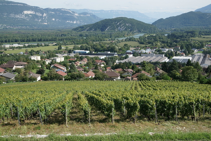 Vue du vignoble de Culoz sur le Rhone et la Savoie © Syndicat des vins du Bugey V Bernard.JPG