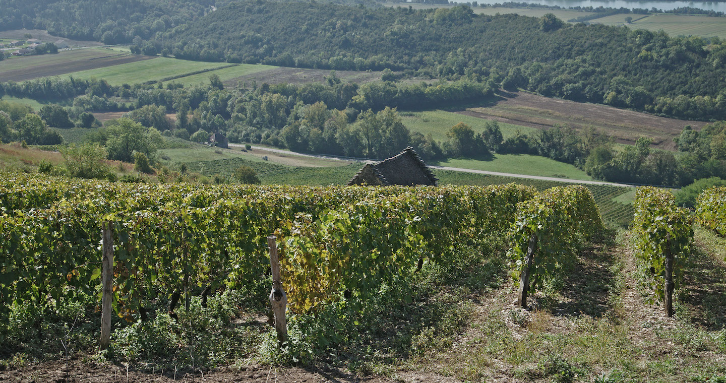 Vue du vignoble de Montagnieu sur le Rhone © Syndicat des vins du Bugey V Bernard.JPG