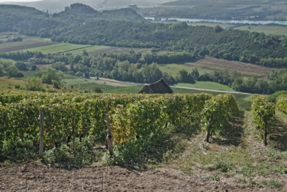 Vue du vignoble de Montagnieu sur le Rhone © Syndicat des vins du Bugey V Bernard.JPG